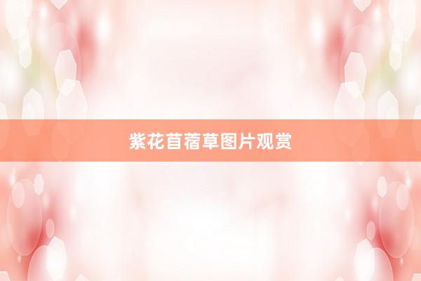 紫花苜蓿草图片观赏