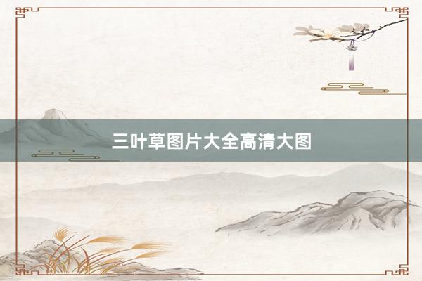 三叶草图片大全高清大图